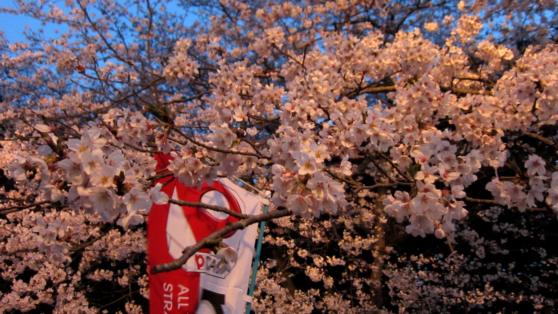 満開のときの桜 W 横須賀 6 夜桜 Lovely And Smile 笑顔でいたいから