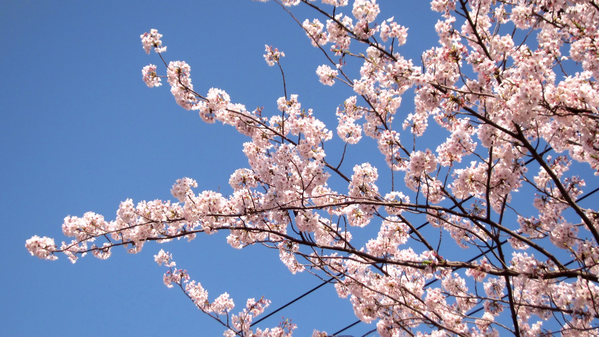 満開のときの桜 W 横須賀 7 青空の下の満開の桜 Lovely And Smile 笑顔でいたいから