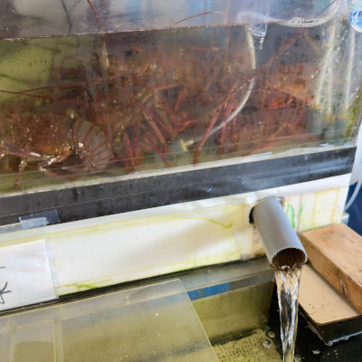 ✿伊勢海老を生簀にして命を循環させている素晴らしいお店も！！✿