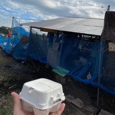 ✿平飼い卵✿ 同情ではなく、世直し目的。