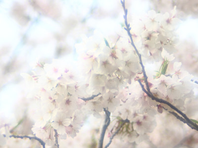 ✿White brilliant spring girls✿