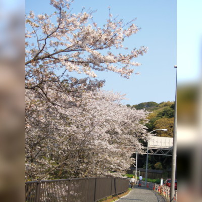 Hashirimizu Water Source cherry trees