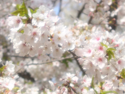 Hashirimizu Water Source cherry trees