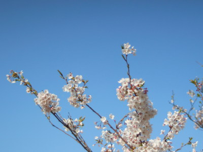 Hashirimizu Water Source cherry trees
