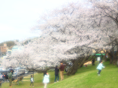 Hashirimizu Water Source cherry trees