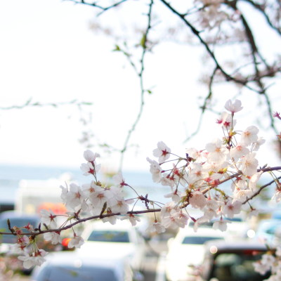 Hashirimizu Water Source cherry trees