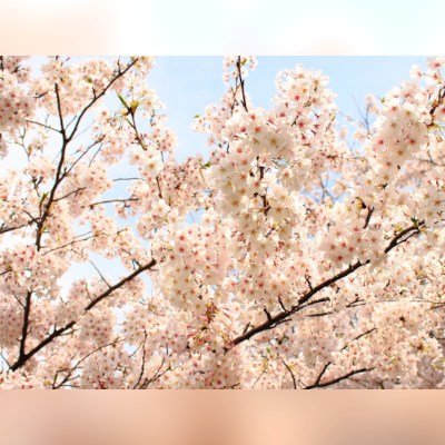 Hashirimizu Water Source cherry trees