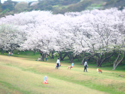 Hashirimizu Water Source cherry trees