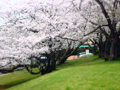 Hashirimizu Water Source cherry trees