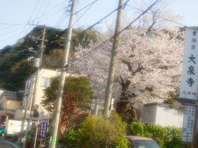 ✿.*･Spring cherry bloom of Hashirimizu✿.*･