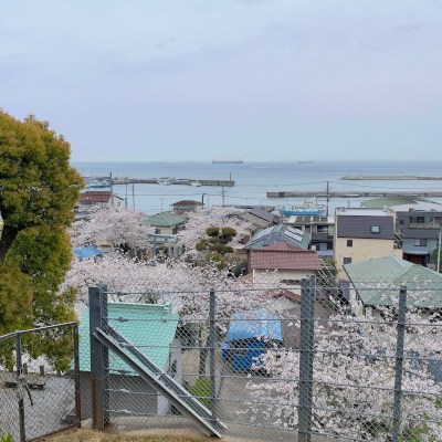 ✿.*･Spring cherry bloom of Hashirimizu✿.*･