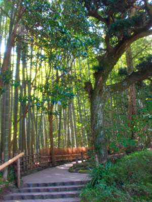 Kamakura Bamboo Garden٩(｡•ω•｡*)و