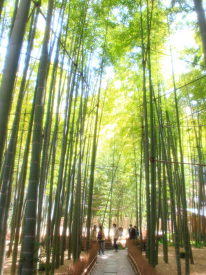 Shining bamboo groove(˶ ･ᴗ･ )੭⑅*⋆｡˚✩.*･ﾟ