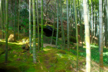Bamboo groove from the tea-house...