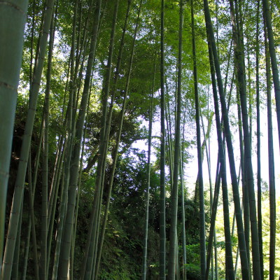 Bamboo trees as if in Japanese old stories( ๑･∞･๑ )