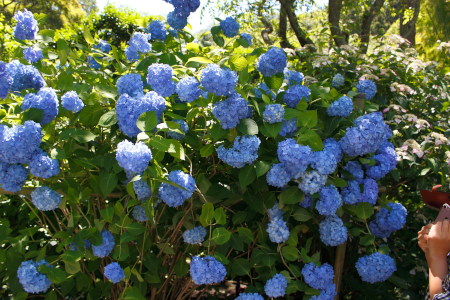 Blue-moisty Hydrangea