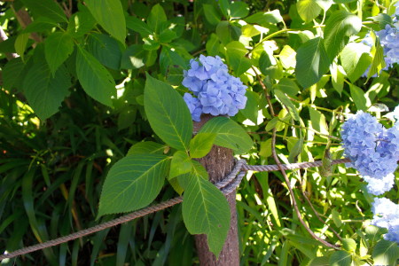 Blue and little hydrangea