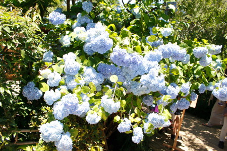 White bright hydrangea