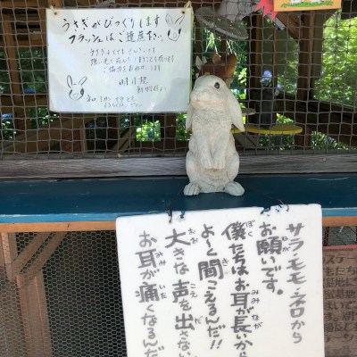 Where is a lop eared rabbit??