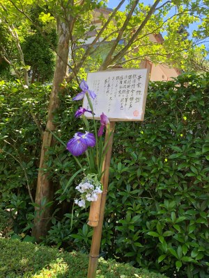 Like the shorea robusta flowers...