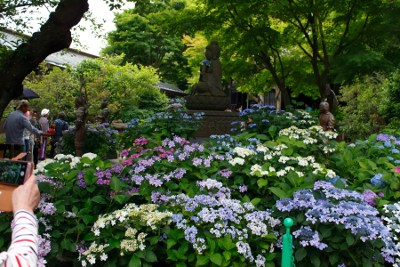 Hydrangea in Hasedera Temple 1