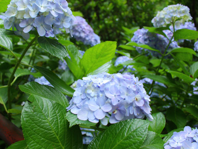 Hydrangea in Hasedera Temple 2