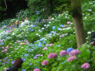 Hydrangea in Hasedera Temple 4