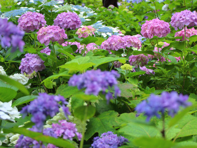 Hydrangea in Hasedera Temple 6