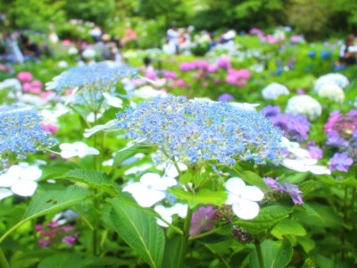 Hydrangea in Hasedera Temple 10