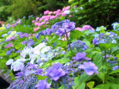 Hydrangea in Hasedera Temple 12