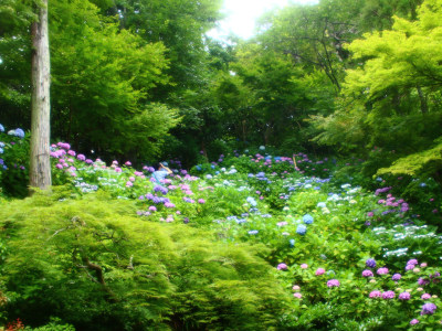 Looking up hydrangea slope...