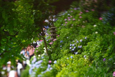 Hydrangea in Hasedera Temple - Diorama style