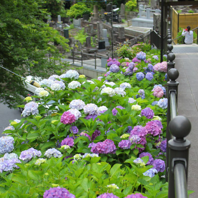 Hydrangea in Jojuin Temple 1