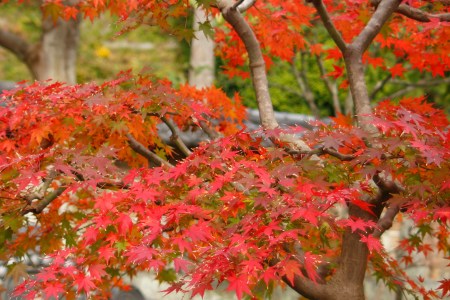 Hundred Kannon(⑉  ॢ• •  ॢ⑉)❤︎