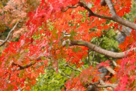 Vivid leaves surround by Hundred Kannon