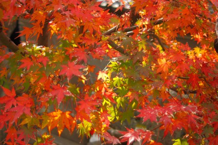 Vivid leaves surround by Hundred Kannon