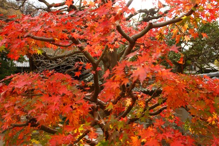 Vivid leaves surround by Hundred Kannon