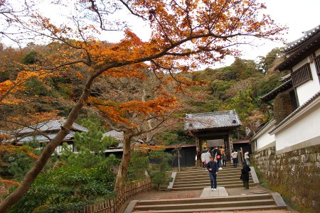 Shariden(∗•ω•∗)