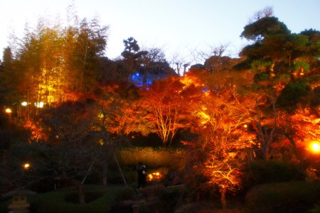 Illumination on autumn leaves in Hasedera