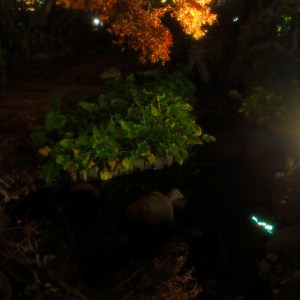 Illumination on autumn leaves in Hasedera