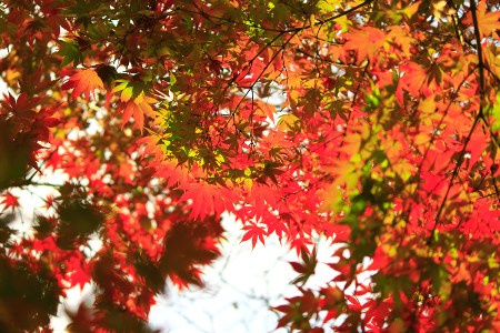 Contrast between red and green in Tsurugaoka Shrine