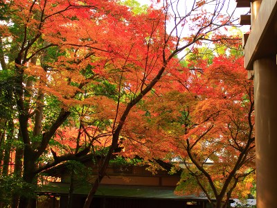 In the shade of the precincts... in Tsurugaoka shrine
