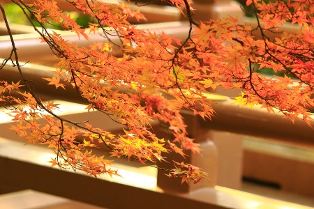 Golden leaves in autumn