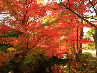 Mirror of water reflects vivid leaves :)
