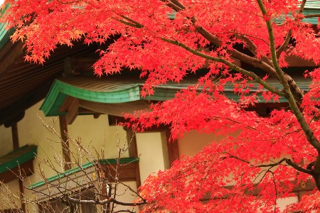 Tsurugaoka Shirine - SAI-KAN