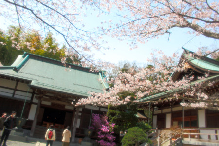 Hokokuji Temple Chery bloom(˶ ･ᴗ･ )੭✿.*･