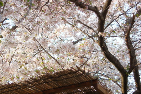 A mount of bloom cherry flowers°+♡:.(っ>ω<c).:♡+°