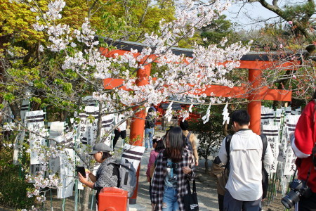 Bloom of cherry coming soon...