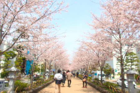 Bloom tunnel avenue of Wakamiya(˶ ･ᴗ･ )੭✿.*･
