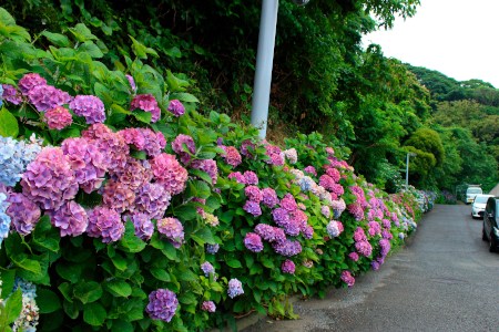 Pinky hydrangea road along Yokosuka-MOA